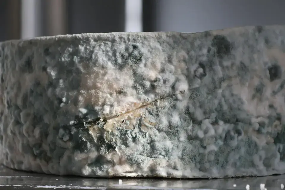 Black Mold Abatement & Structural Sanitization — Santa Clarita